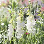 Ferienwohung Traumgarten Апартаменты