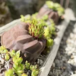 Апартаменты Ferienwohung Traumgarten *